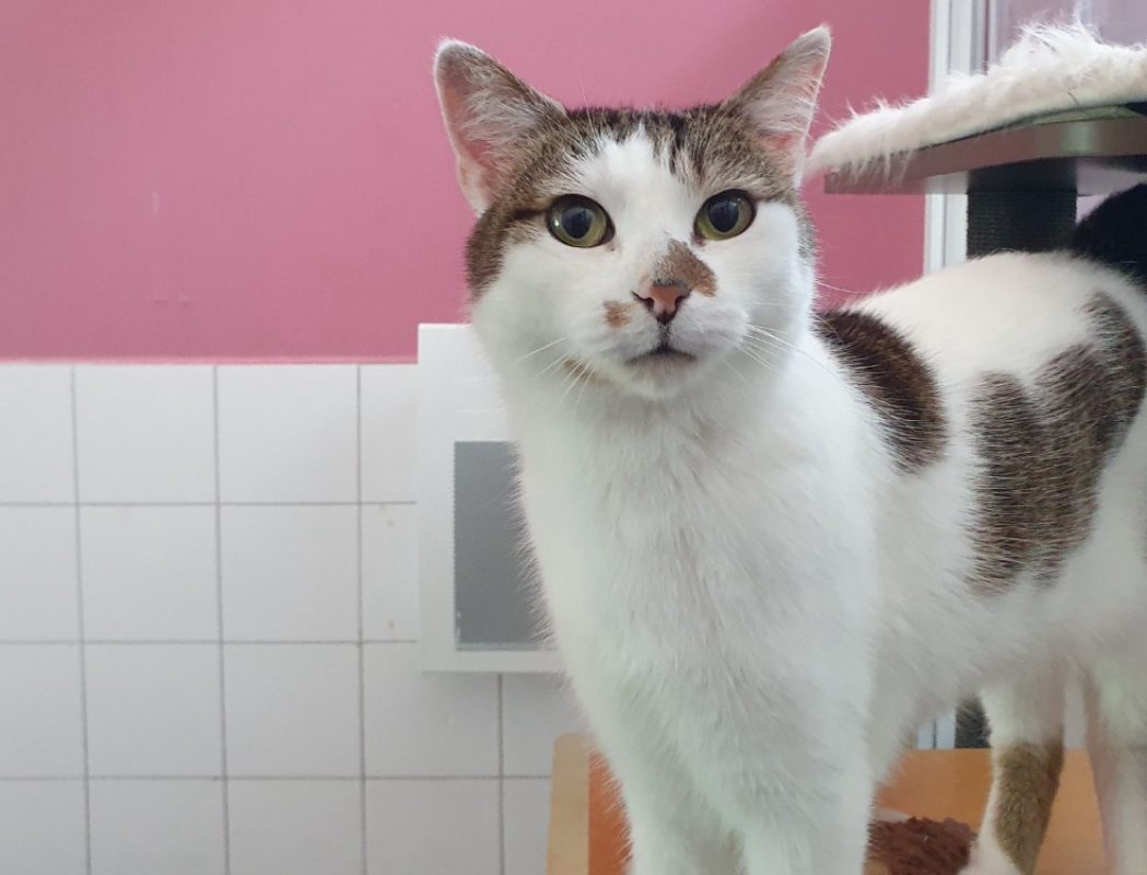 Paty - Chat Européen à adopter - photo 2