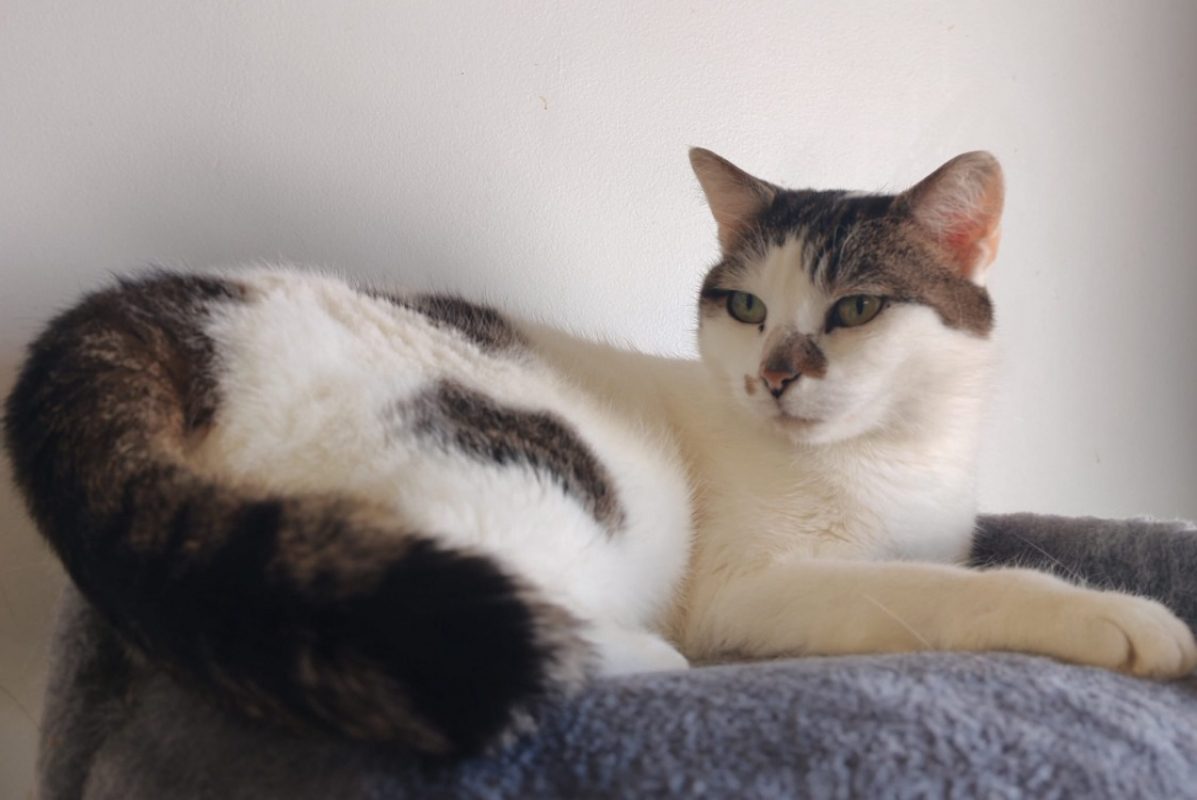 Paty - Chat Européen à adopter - photo 3