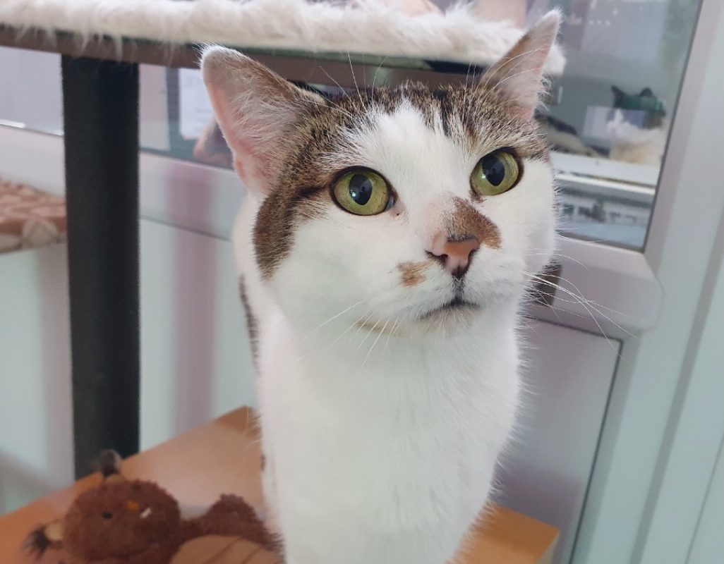 Paty - Chat Européen à adopter - photo 4