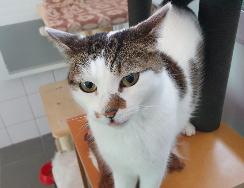 Paty - Chat Européen à adopter - photo 5
