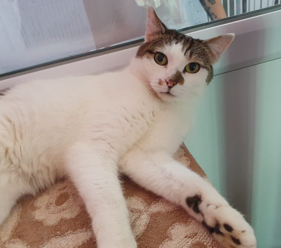 Paty - Chat Européen à adopter - photo 6