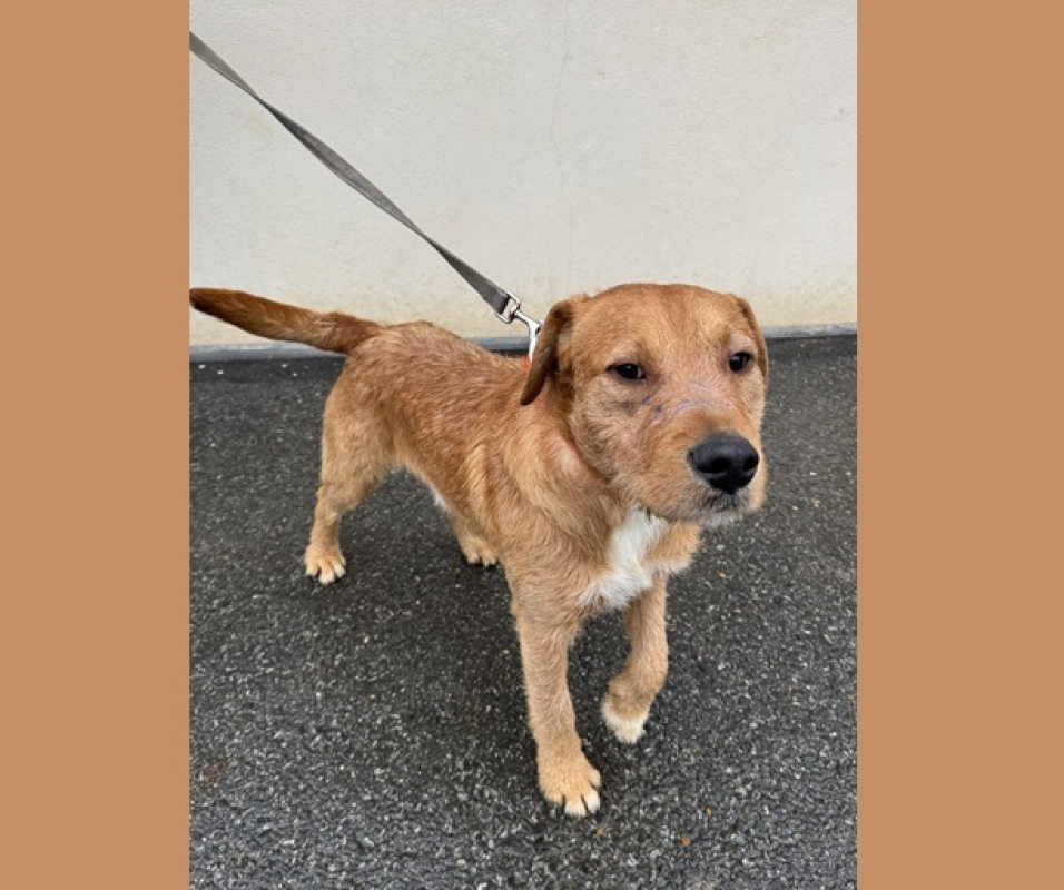 Photo de Volt haa2424719