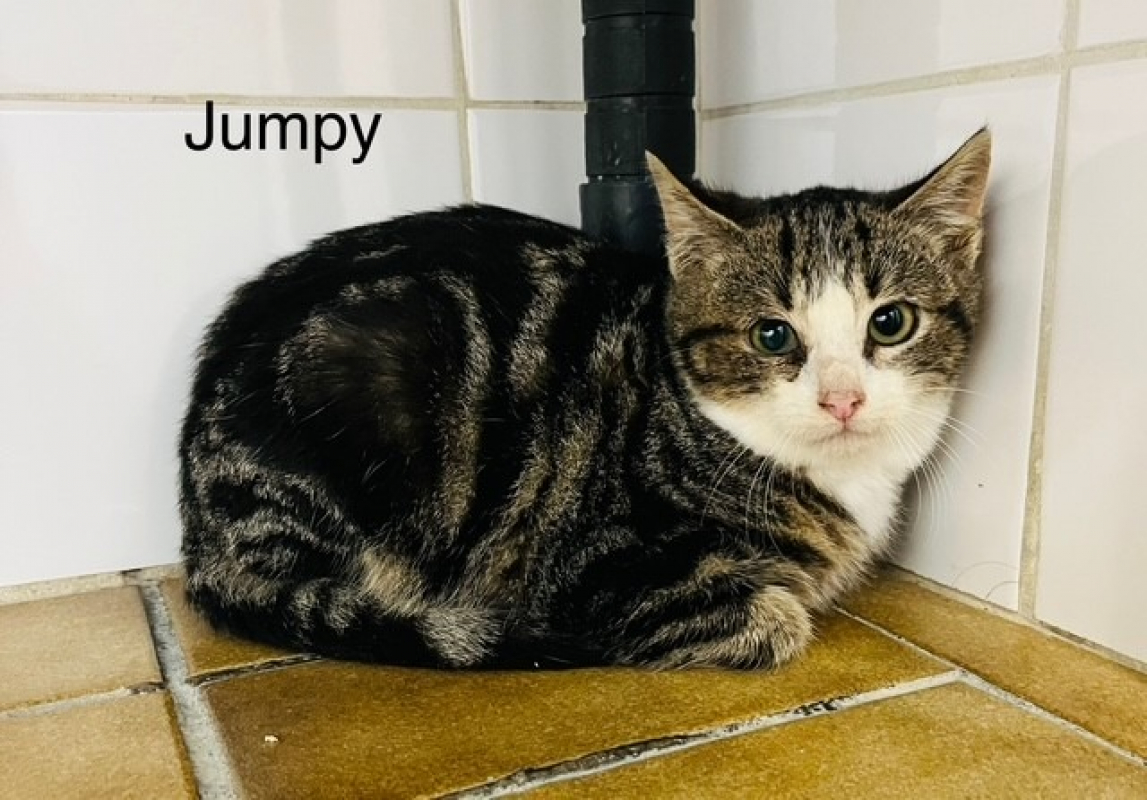 Photo de Tumpy