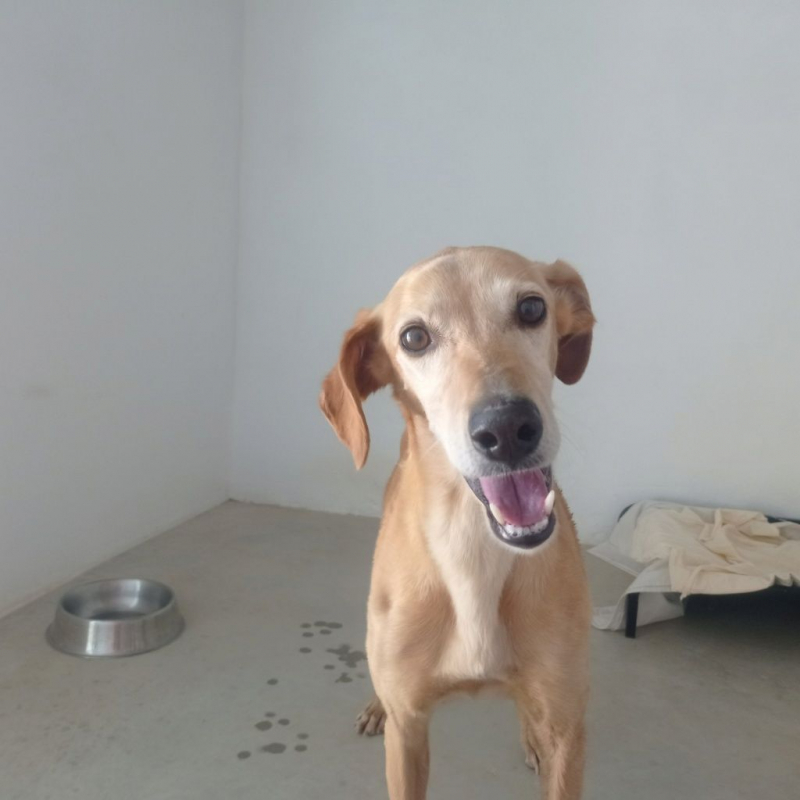 Photo #1 de LOGAN 8 ans, une crème de chien !