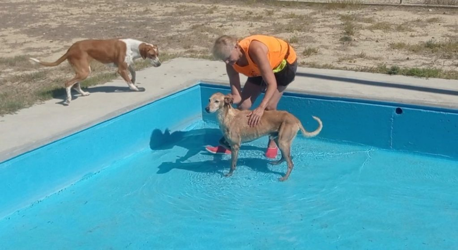 Photo #2 de LOGAN 8 ans, une crème de chien !