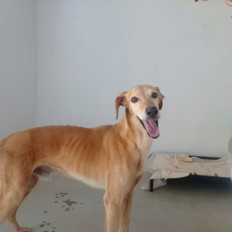 Photo #3 de LOGAN 8 ans, une crème de chien !