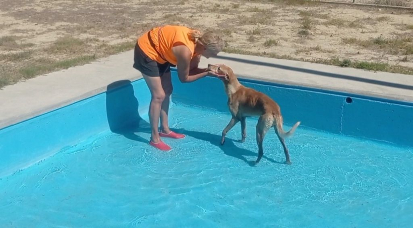 Photo #4 de LOGAN 8 ans, une crème de chien !