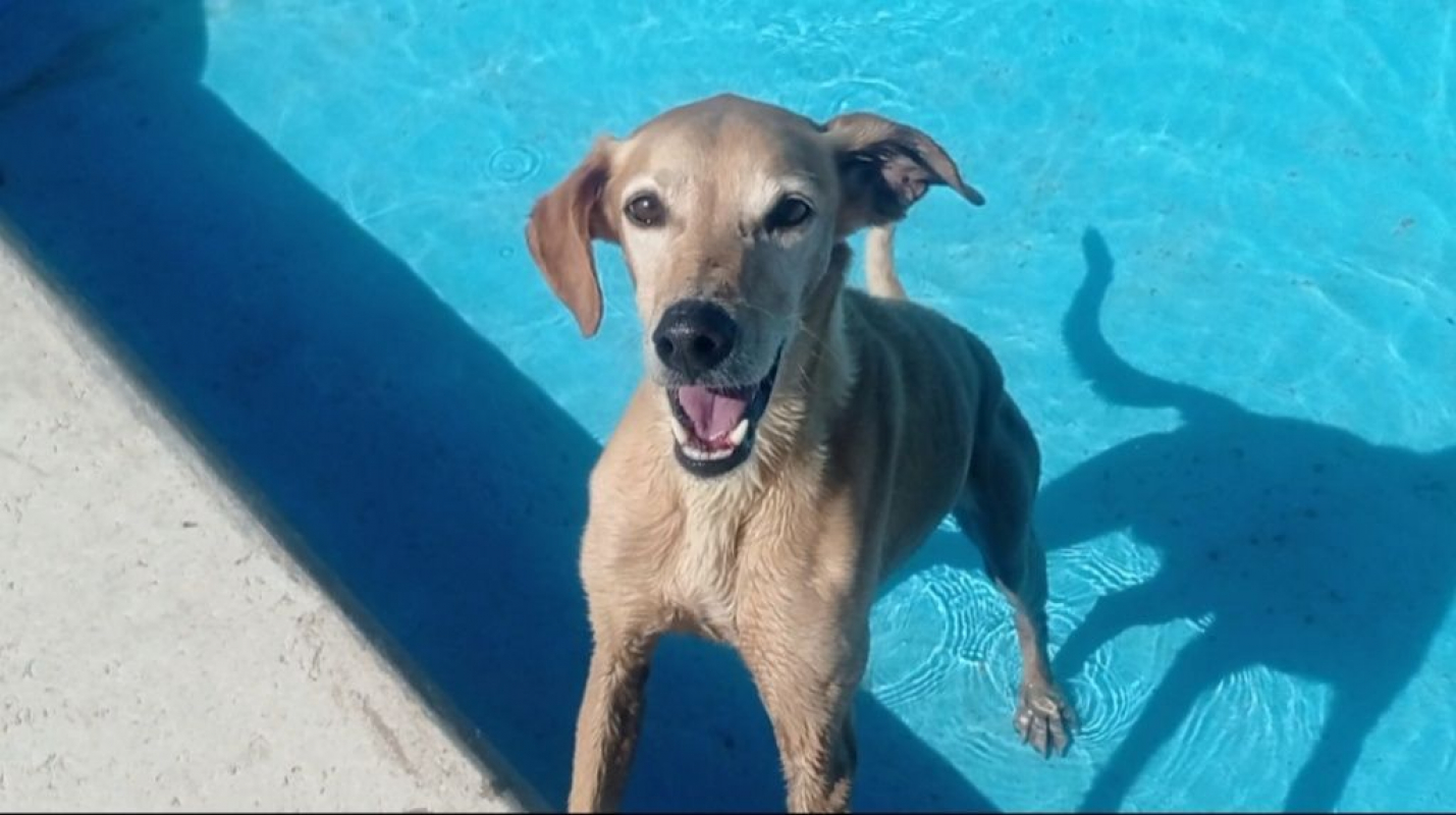 Photo #5 de LOGAN 8 ans, une crème de chien !