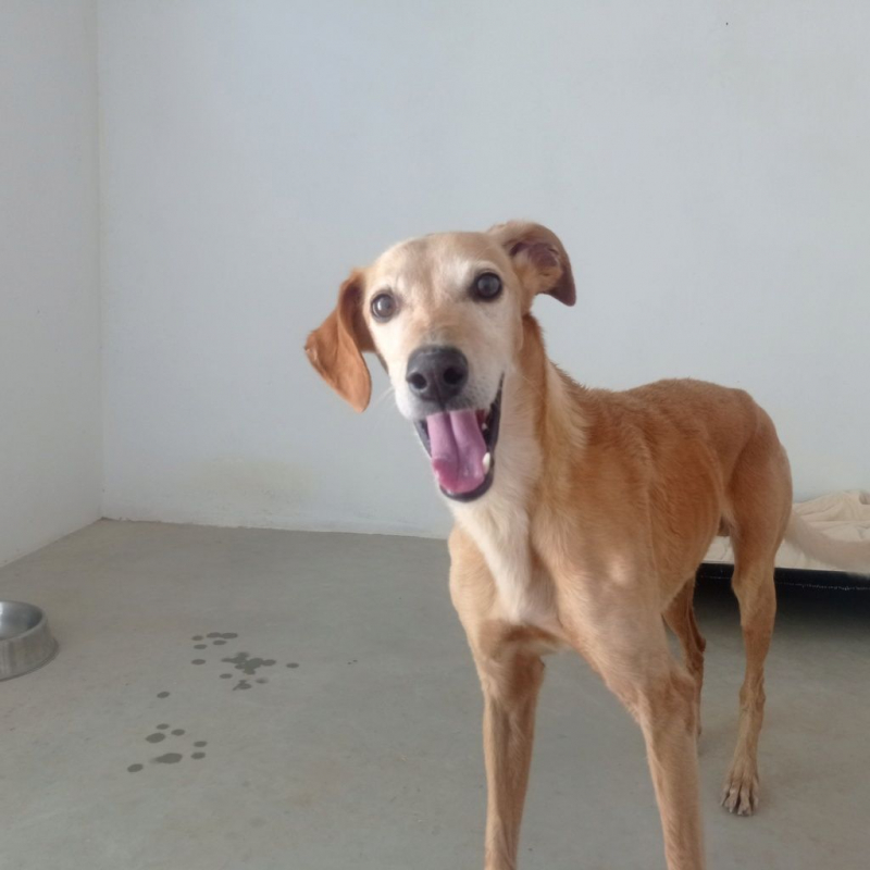 Photo #6 de LOGAN 8 ans, une crème de chien !