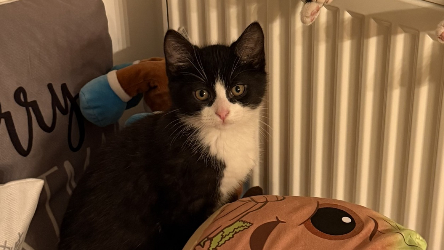 Photo #2 de Chocolat