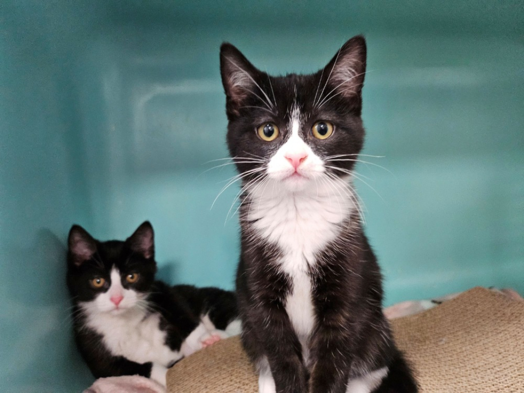 Photo #1 de Chocolatine