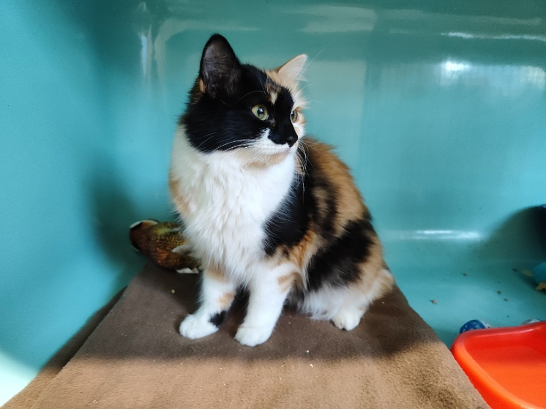 Photo #3 de Lune promise