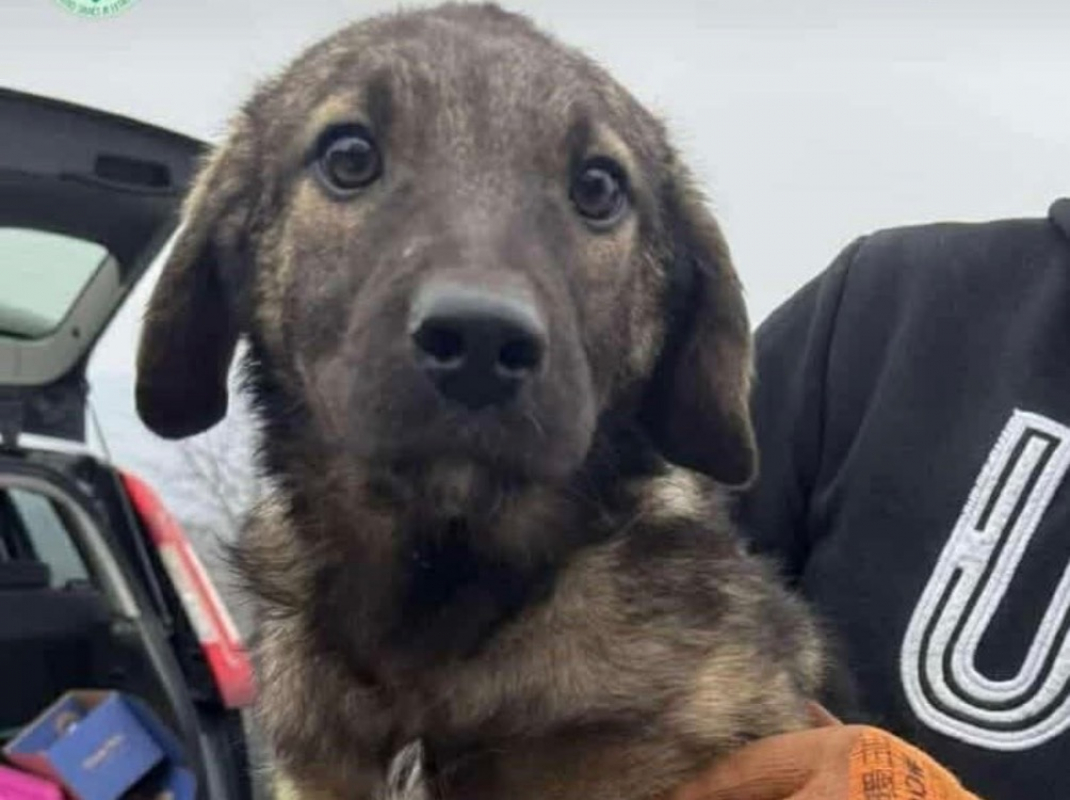 Photo #2 de Riju - reserve