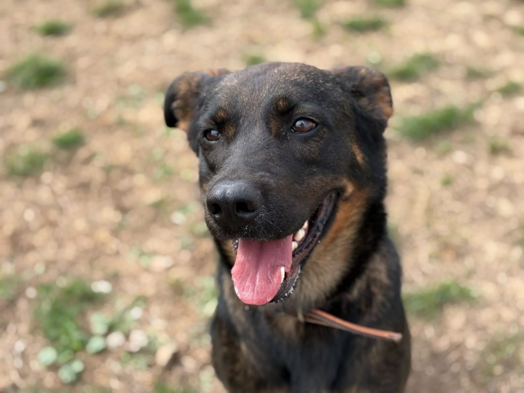 Ubyss - Chien Berger à adopter