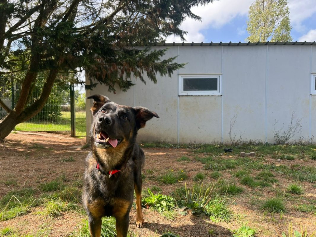 Ubyss - Chien Berger à adopter - photo 2