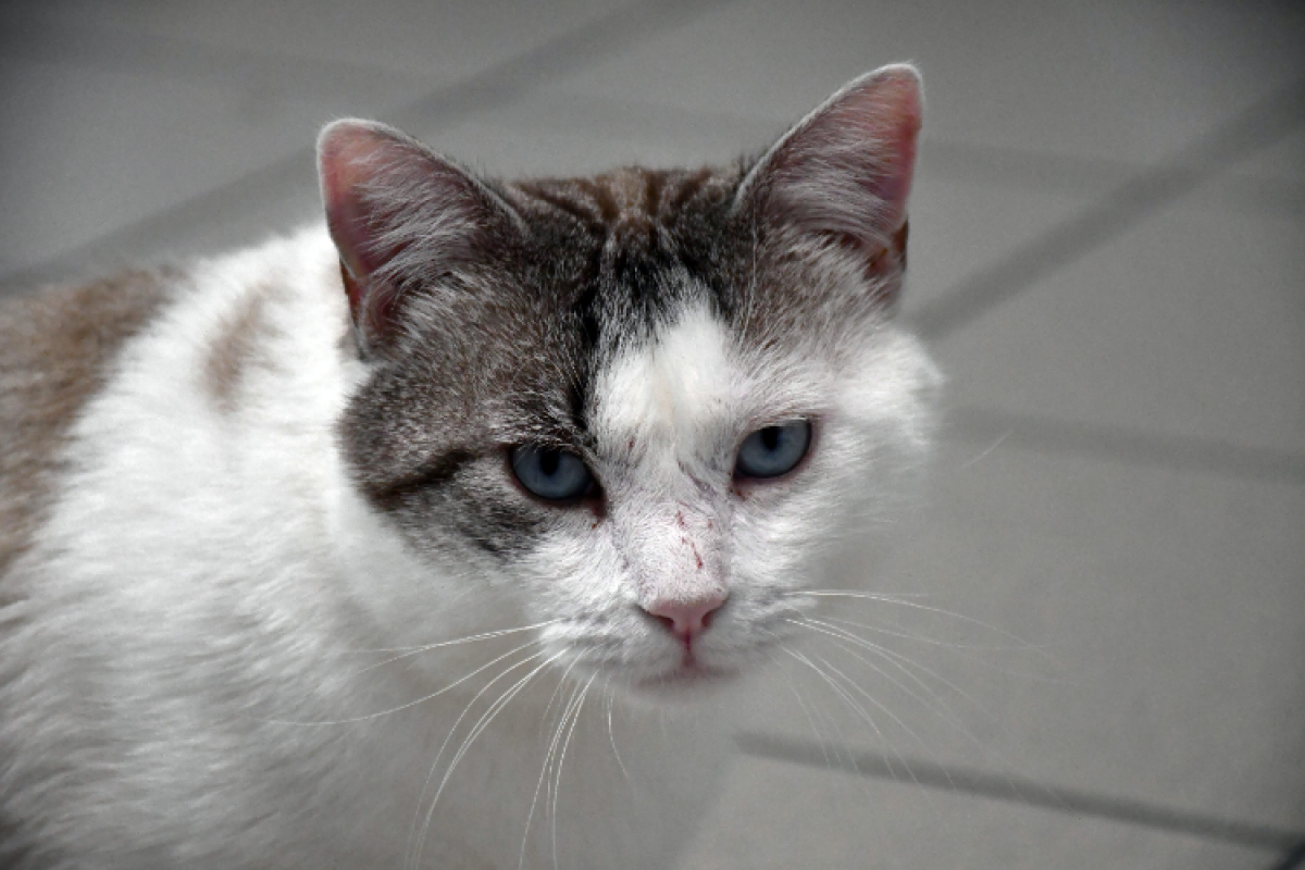 Photo #1 de Pixel