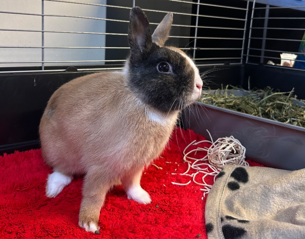 Photo #1 de Reglisse