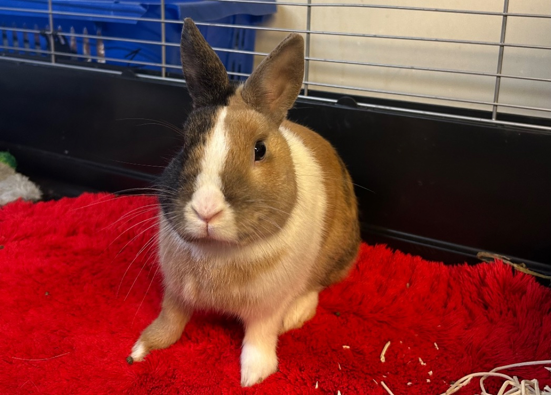 Photo #2 de Reglisse