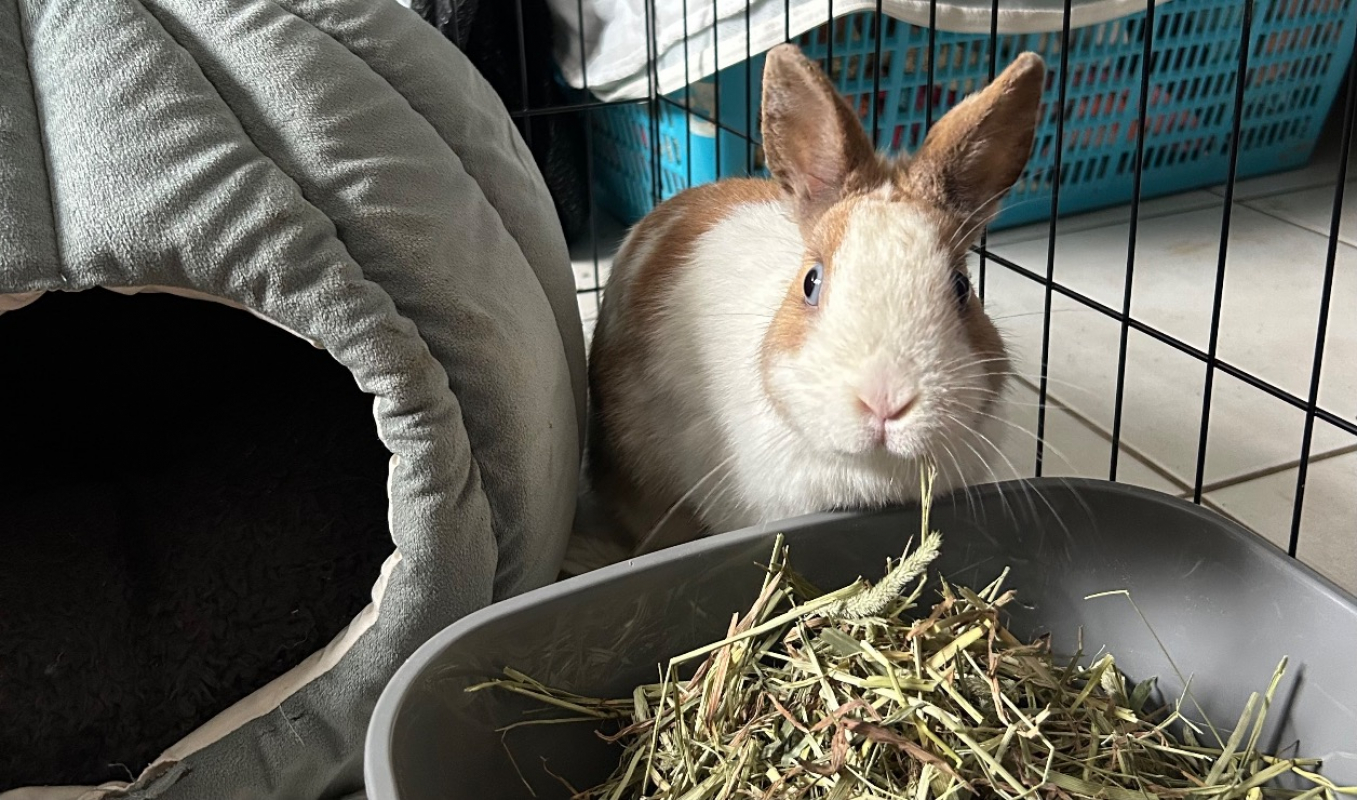 Photo #1 de Guimauve