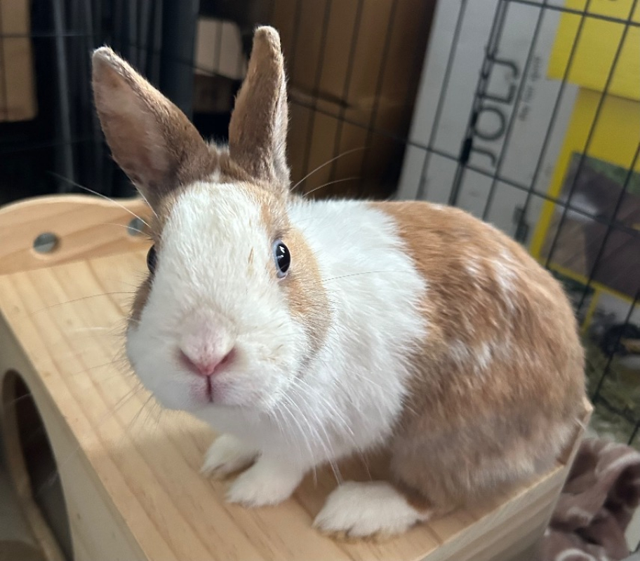 Photo #2 de Guimauve