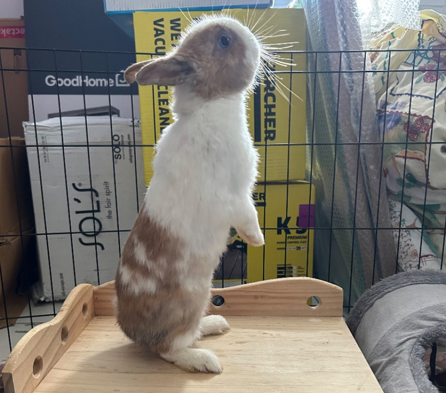 Photo #3 de Guimauve