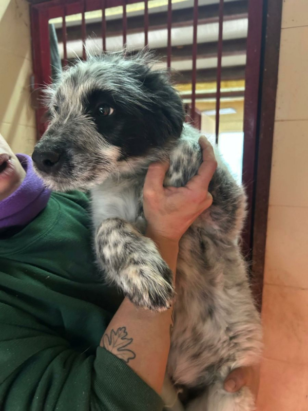 Photo #1 de Errol, magnifique chiot border collie