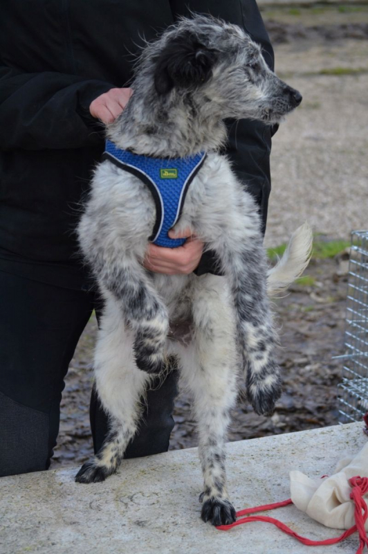 Photo #2 de Errol, magnifique chiot border collie