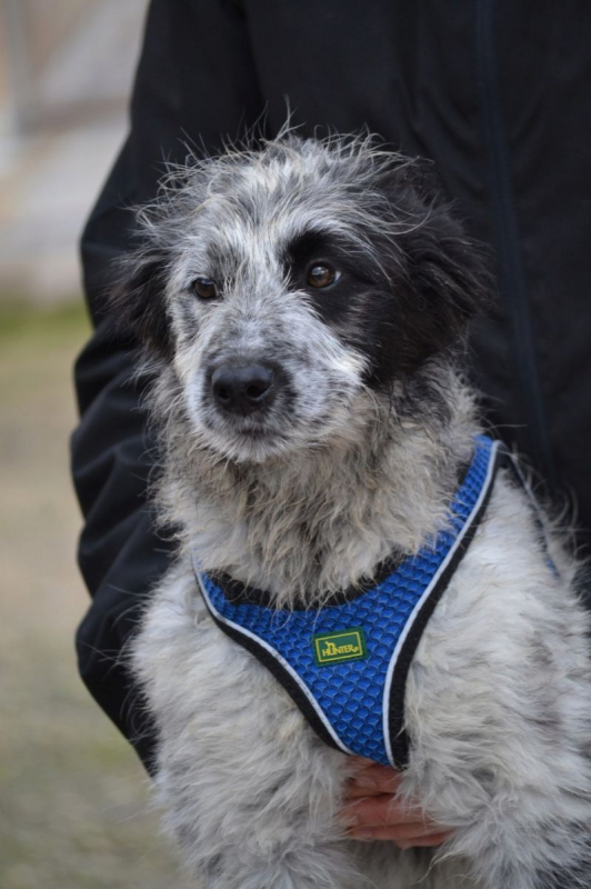 Photo #3 de Errol, magnifique chiot border collie