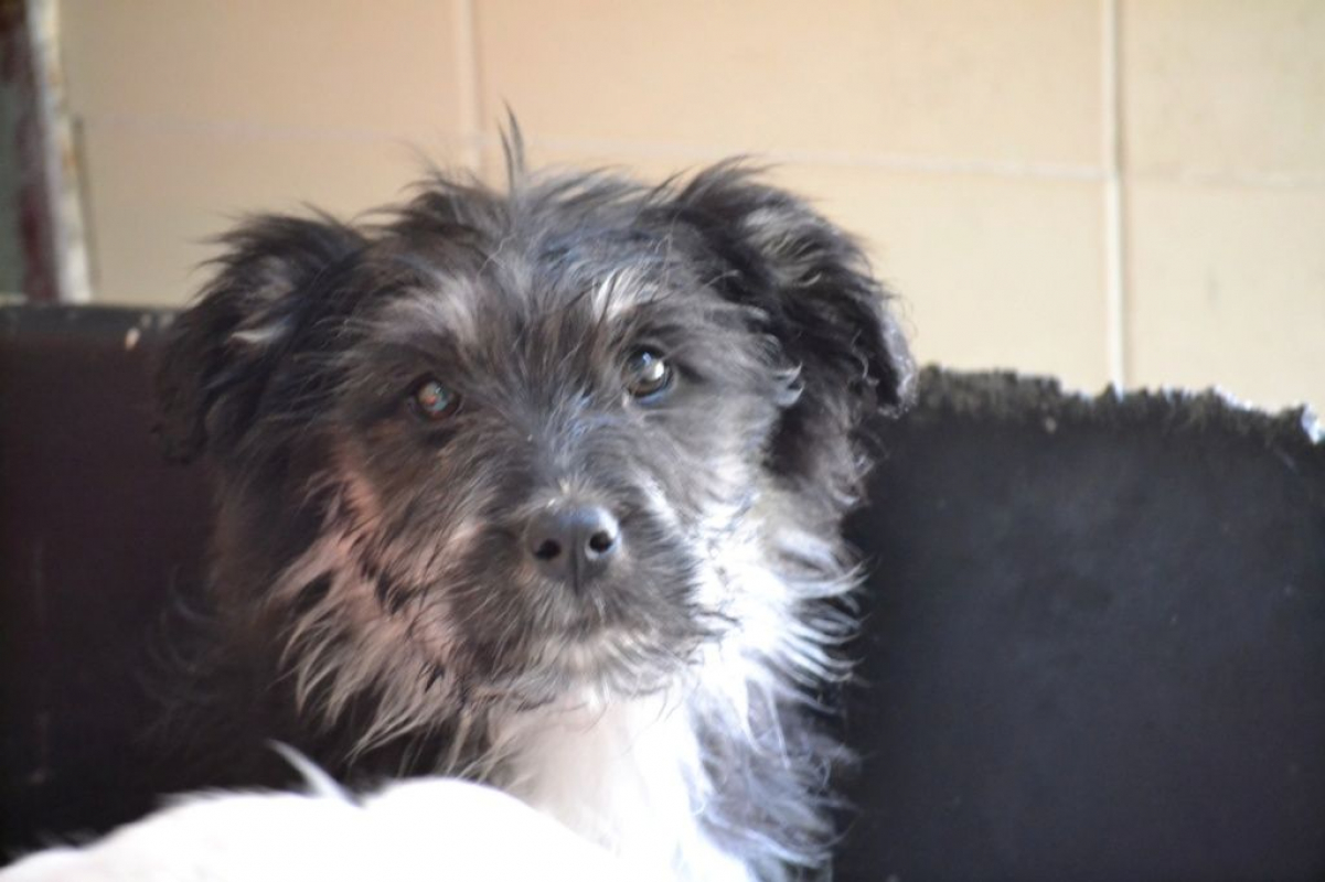 Photo #1 de EDEN chiot femelle croisée border collie