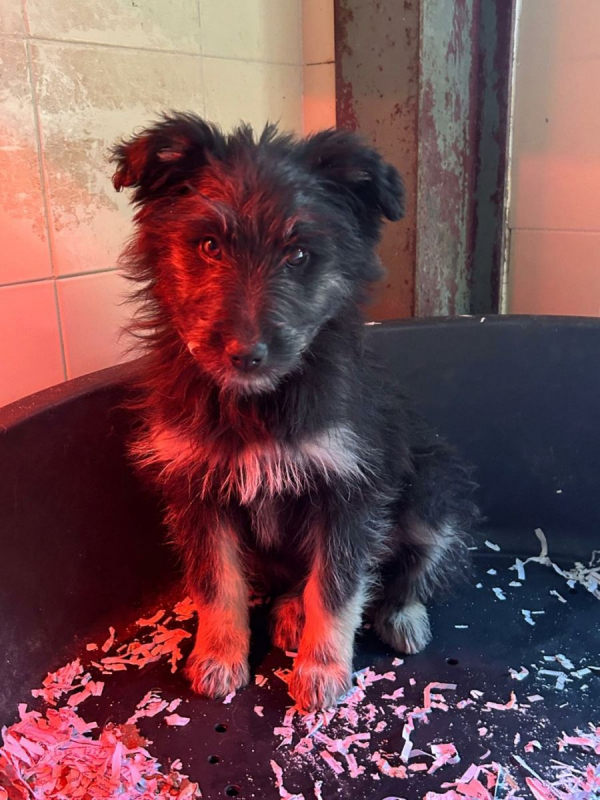 Photo #2 de EDEN chiot femelle croisée border collie