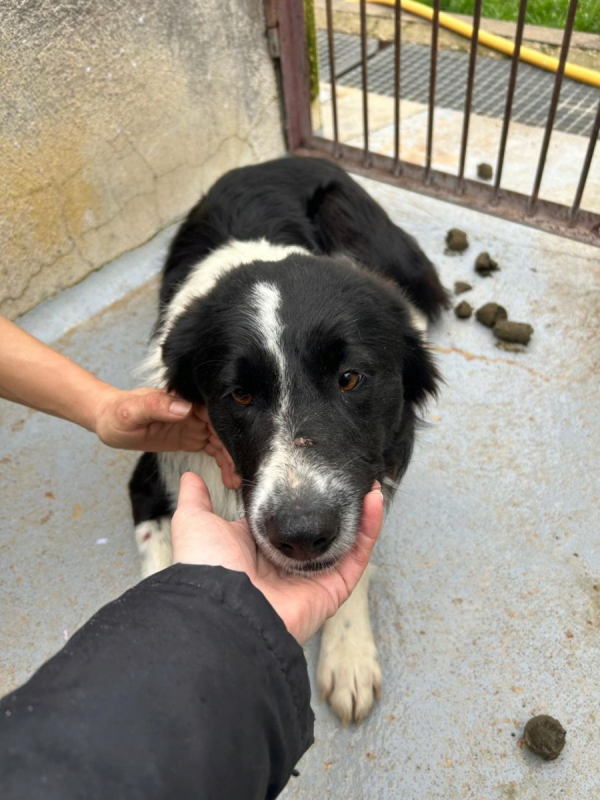 Photo #1 de ERO, magnifique Border collie d'1 an