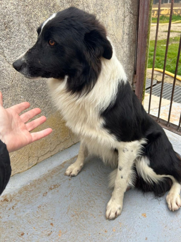 Photo #3 de ERO, magnifique Border collie d'1 an