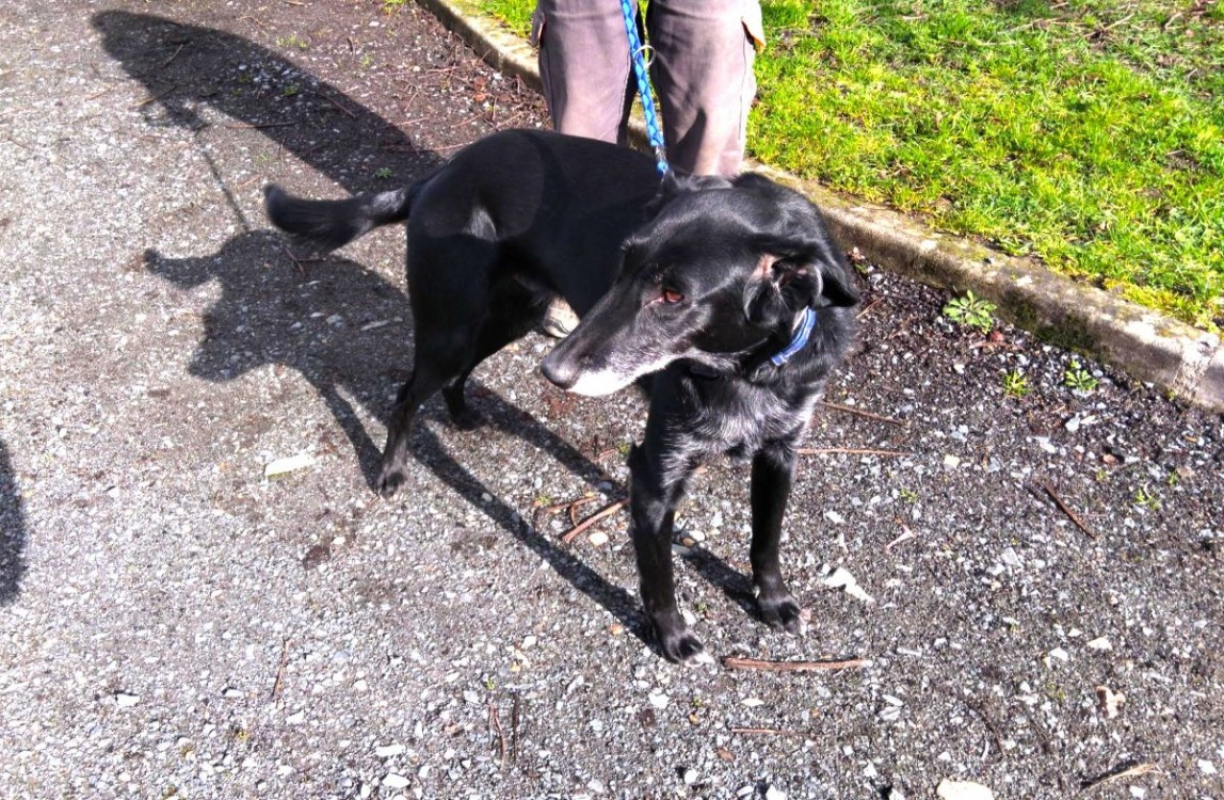 Photo #2 de Reglisse