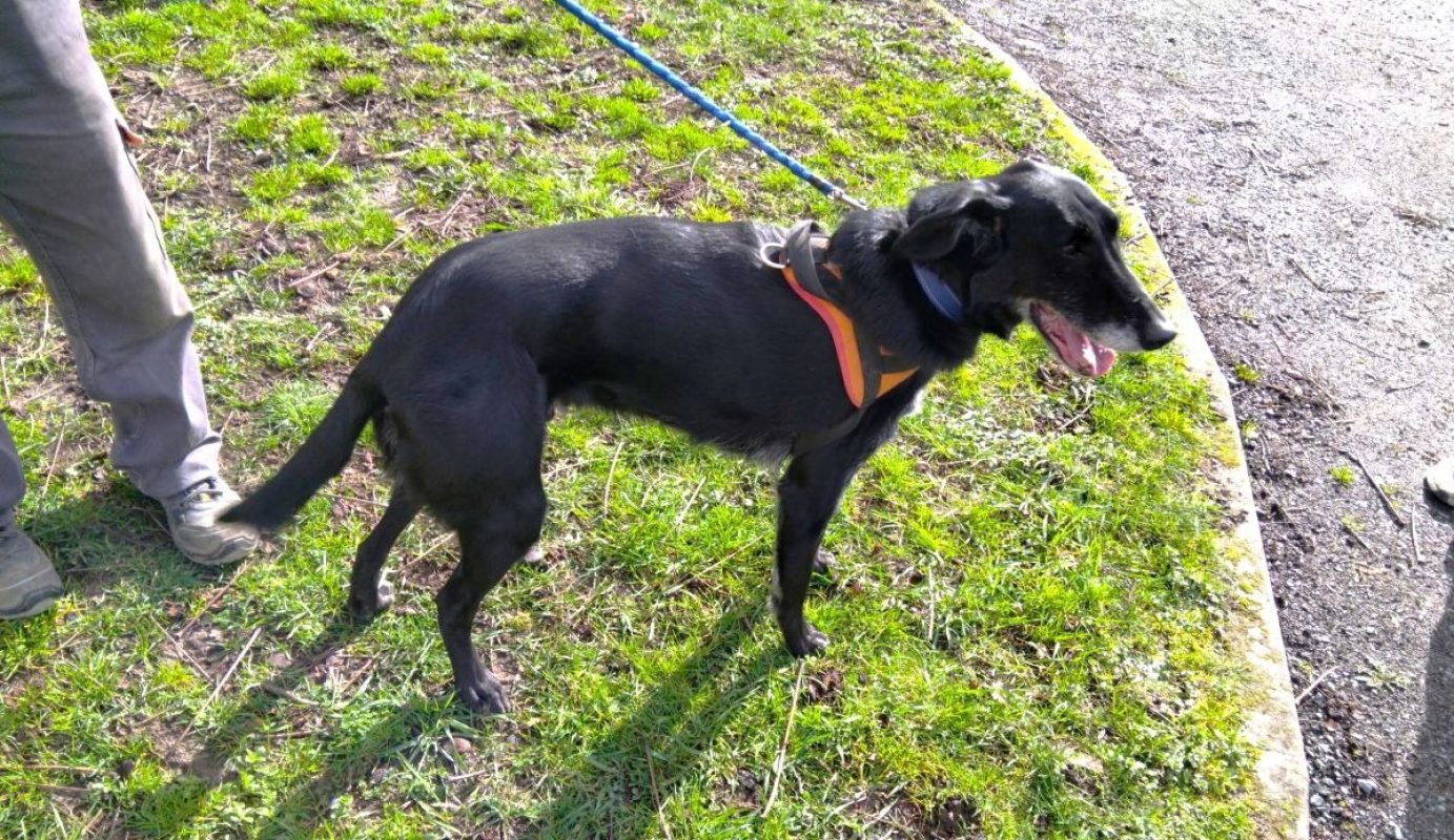 Reglisse - Chien à adopter - photo 3