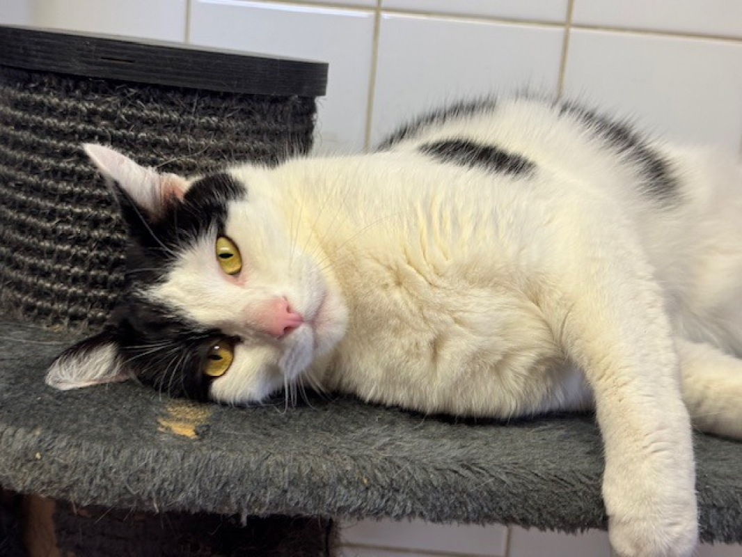 Photo #1 de Réglisse