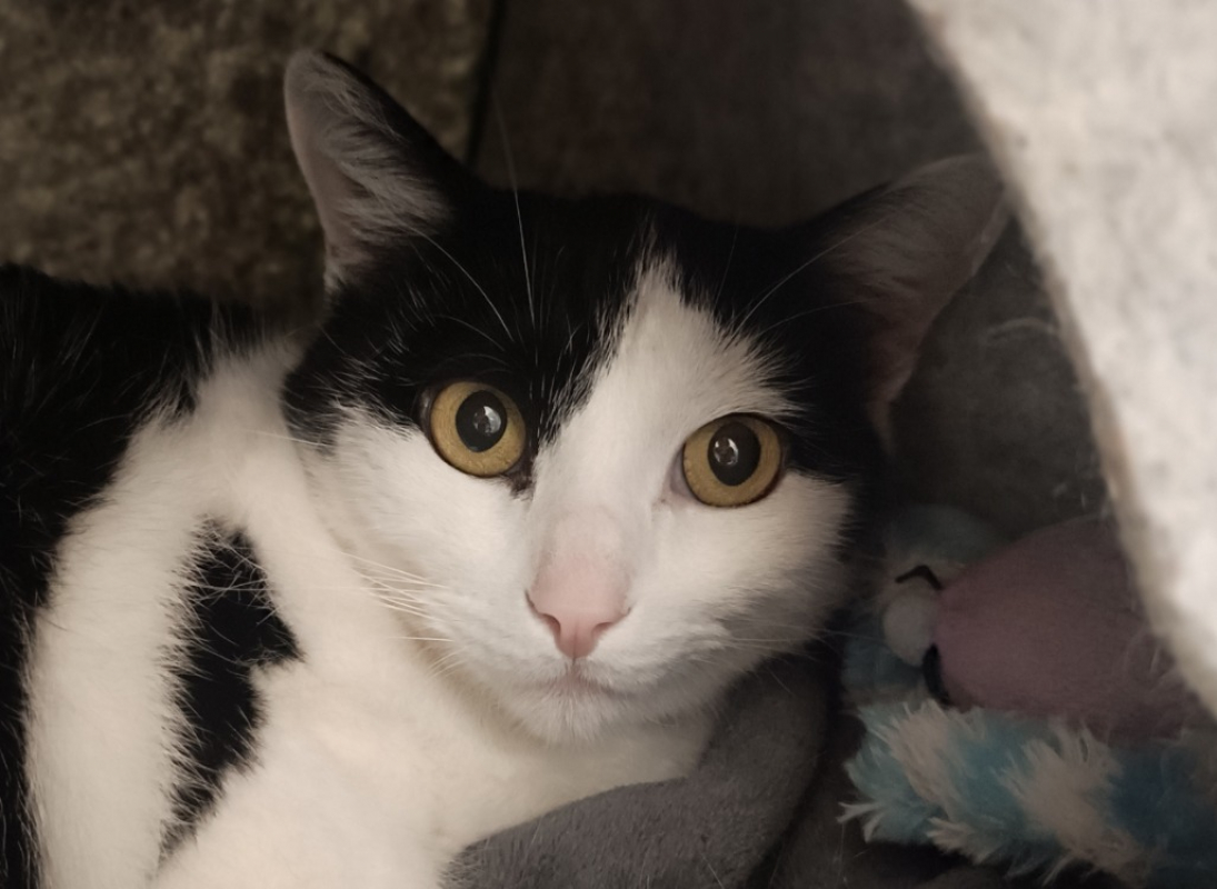 Photo #2 de Réglisse