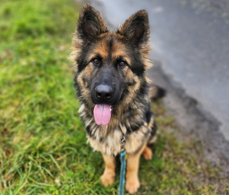 Akira - Chien Berger Allemand à adopter