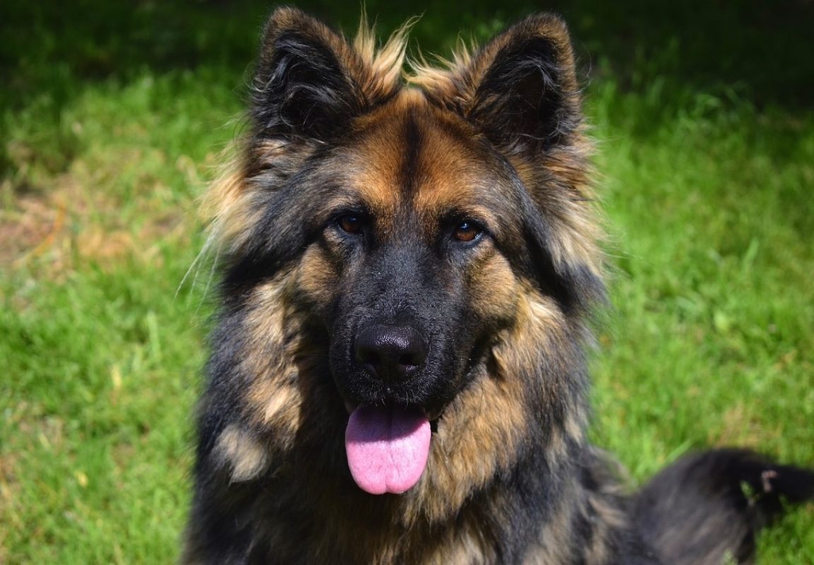 Akira - Chien Berger Allemand à adopter - photo 2