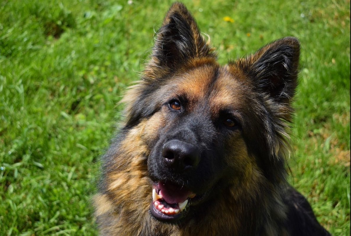 Akira - Chien Berger Allemand à adopter - photo 3