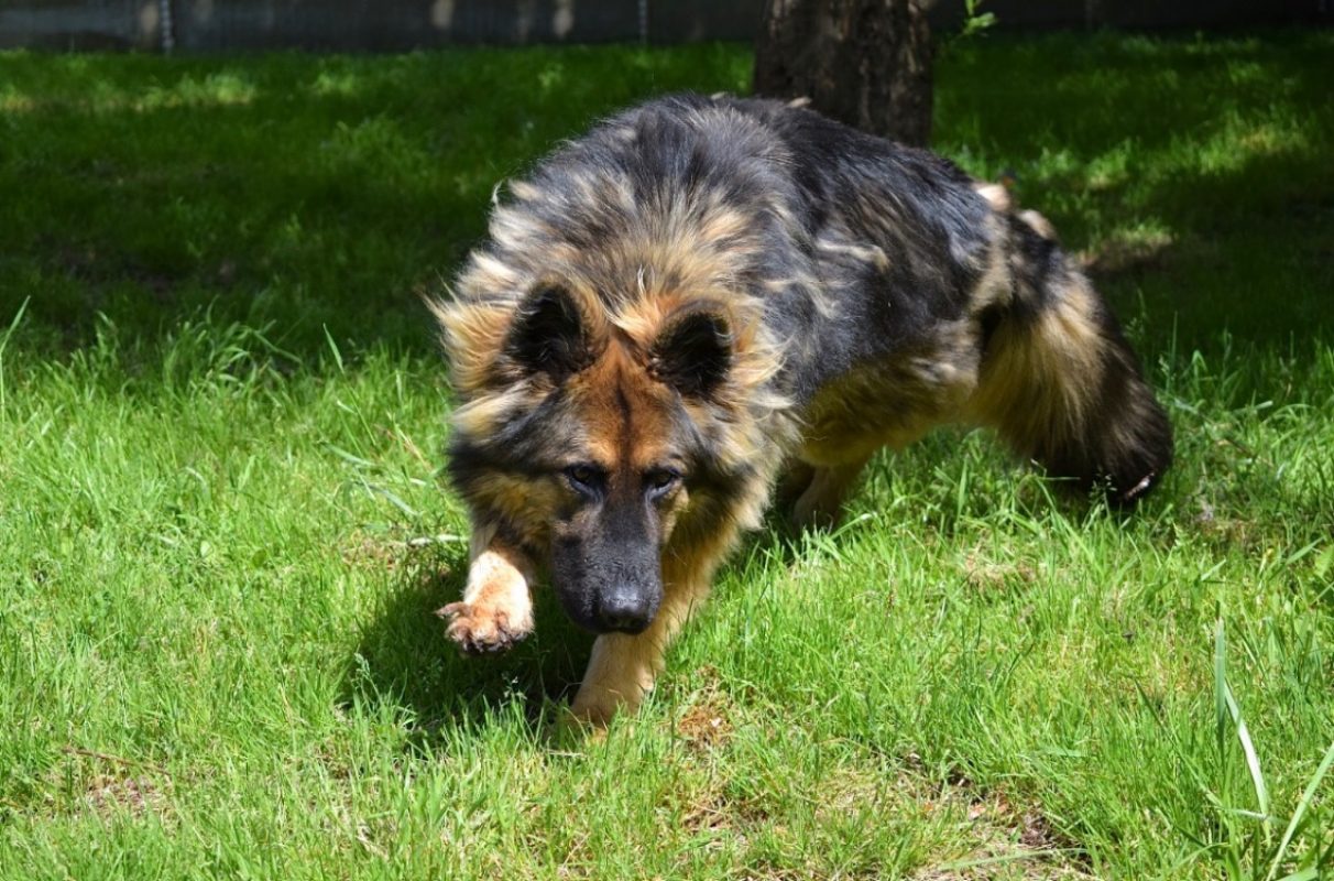 Akira - Chien Berger Allemand à adopter - photo 4