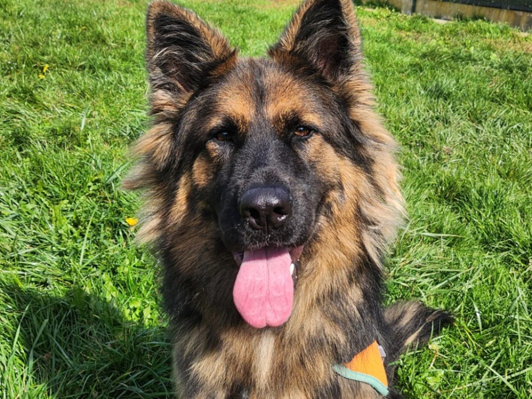 Akira - Chien Berger Allemand à adopter - photo 5