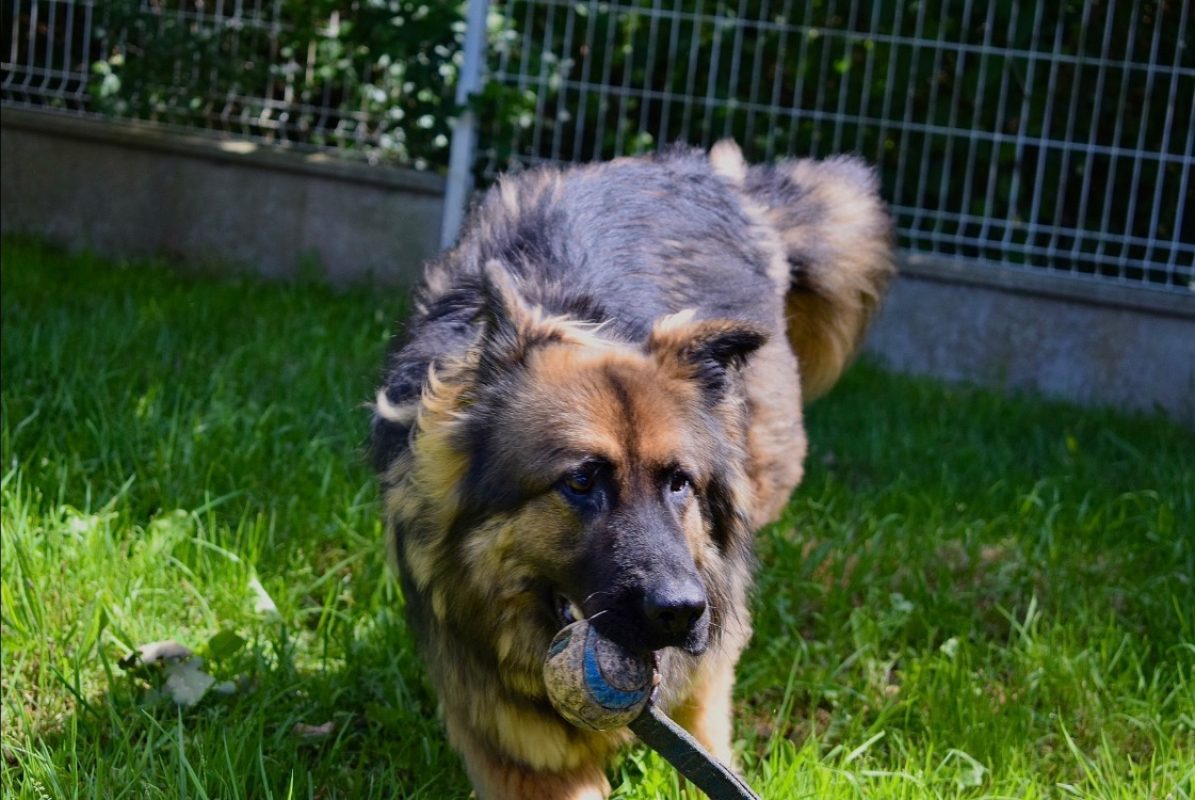 Akira - Chien Berger Allemand à adopter - photo 6