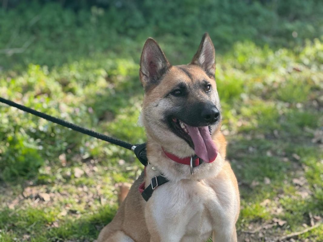 Athena - Chien Berger à adopter