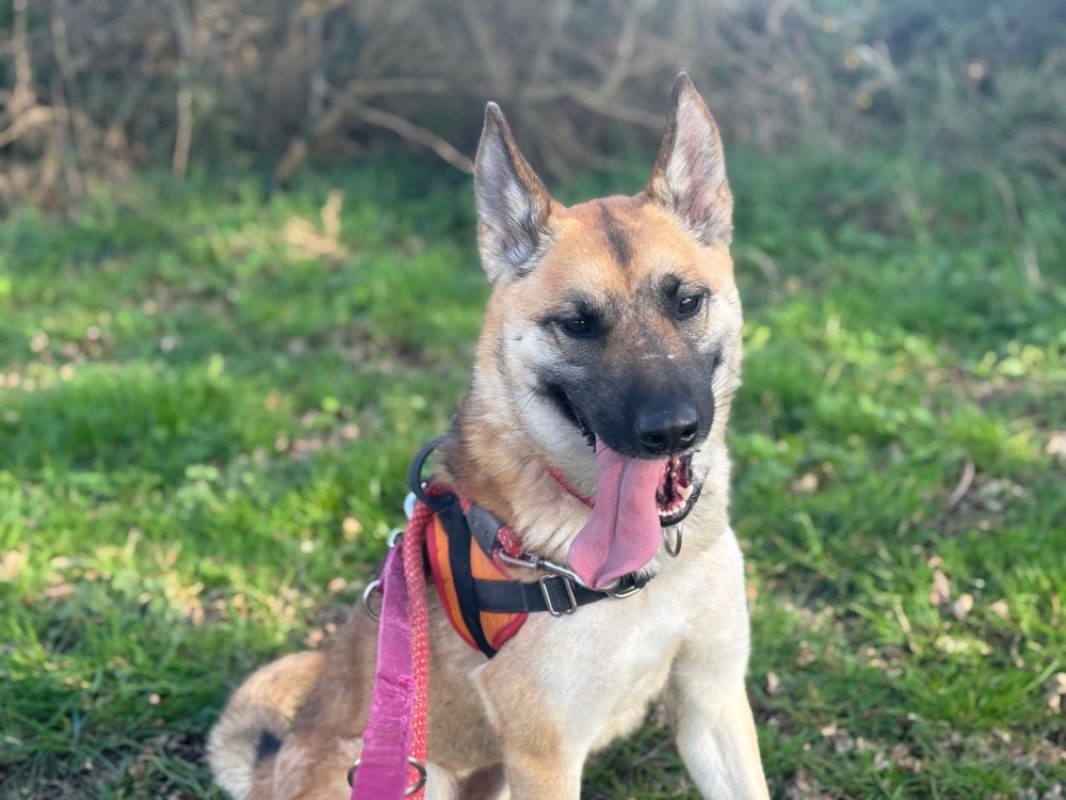 Athena - Chien Berger à adopter - photo 2