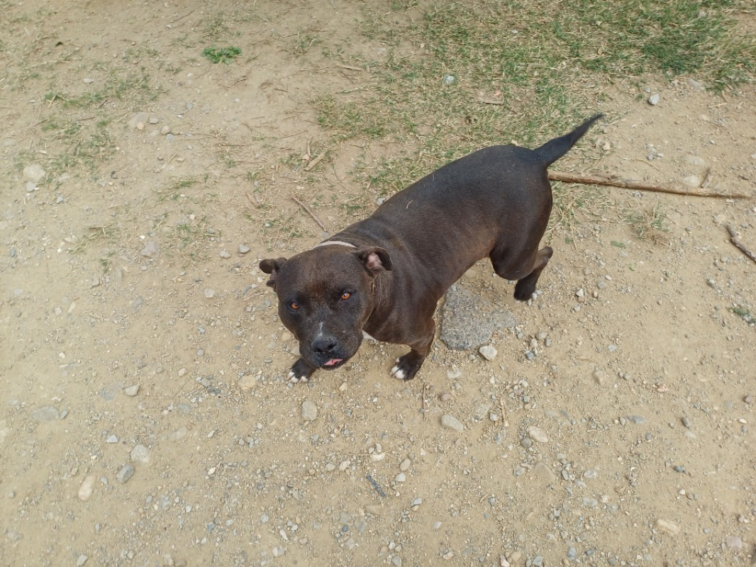 Photo de Boulette