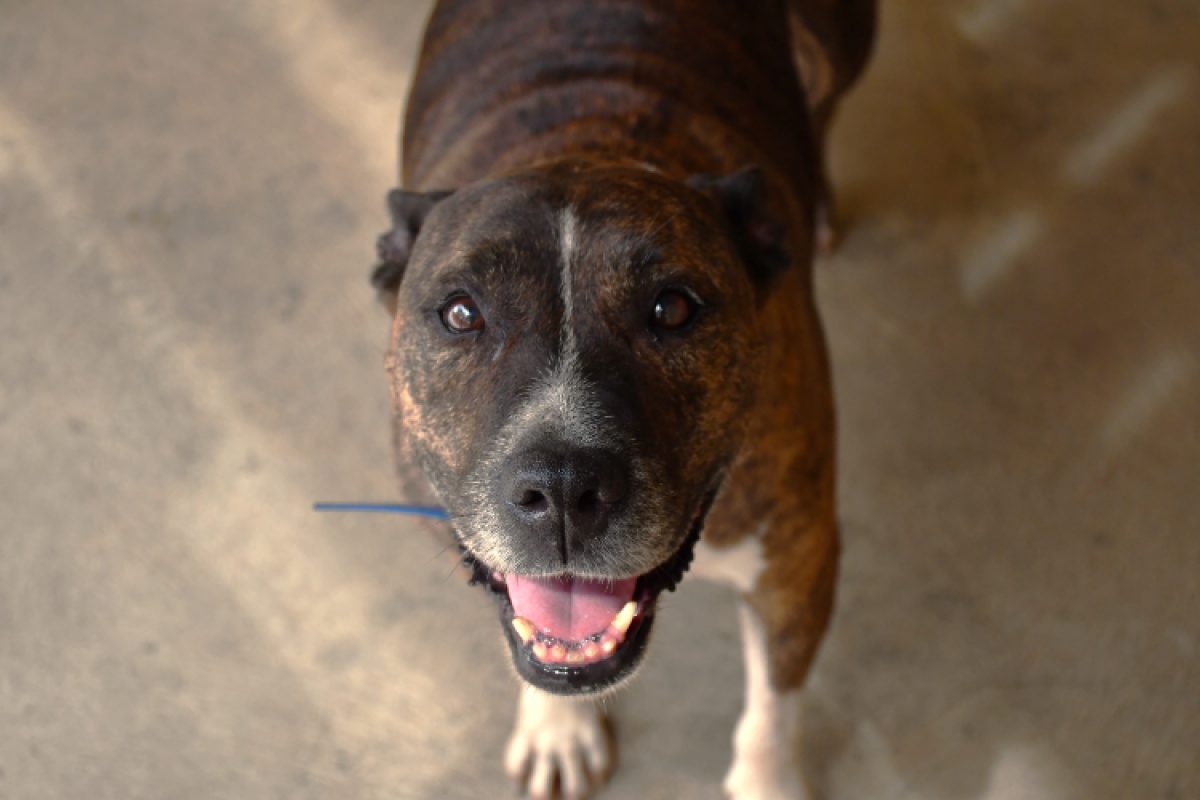 Jenna - Chien à adopter