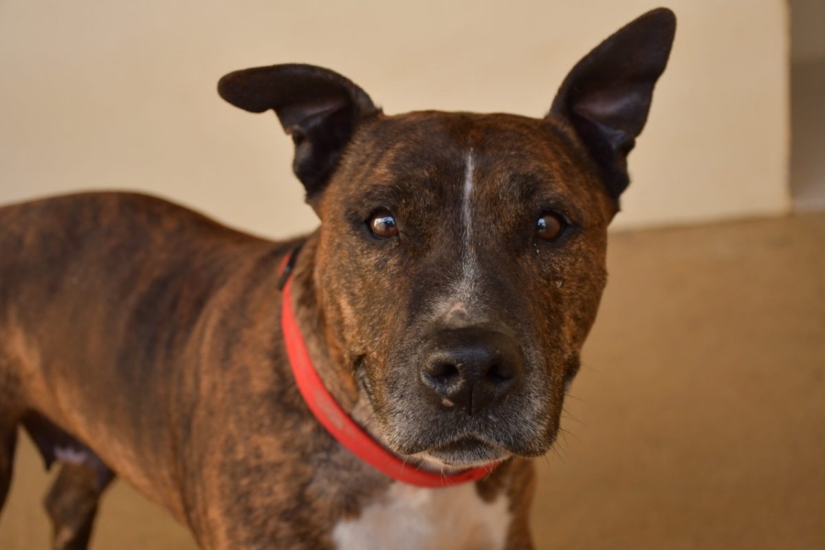 Jenna - Chien à adopter - photo 2