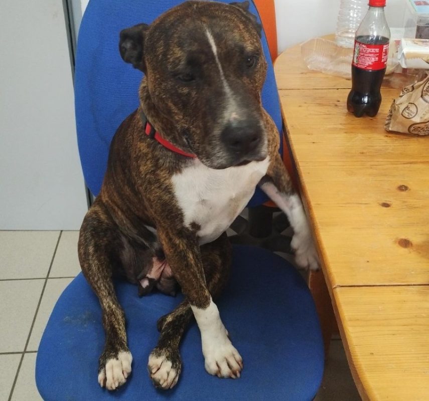 Jenna - Chien à adopter - photo 3