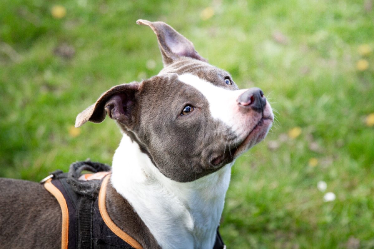 Tania - Chien à adopter