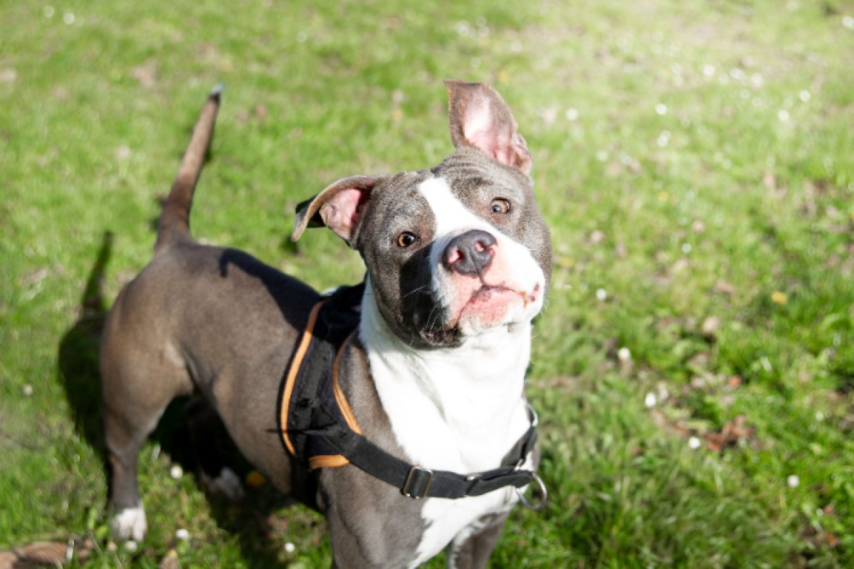 Tania - Chien à adopter - photo 2